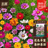 北蔬波斯菊野花种子苗四季开好种盆栽花卉籽 格桑花种子20g约2000粒