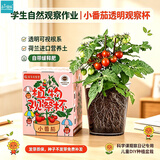 IAM City Farmer小番茄种子儿童种植盆栽学生植物观察杯开学季教师节礼物10031