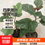 竹节海棠花卉盆栽大叶斑点易活四季阳台观叶秋海棠木本绿植物好养 2年苗20到25公分【不含盆】