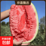 正宗宁夏中卫硒砂瓜头茬新鲜石缝大西瓜压砂石头西瓜产地新鲜水果 净重12-14斤