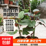 竹节海棠花卉盆栽大叶斑点易活四季阳台观叶秋海棠木本绿植物好养 2年苗20-25高【原盆发货】