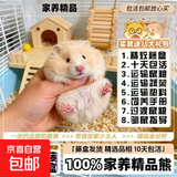 【藤盒发货】包活长毛金丝熊短毛米熊虎纹纯银家养学生宠物小仓鼠 长毛金丝熊 情侣一对