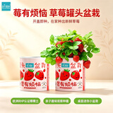IAM City Farmer草莓罐头盆栽儿童种植小盆栽幼儿园植物学生种植工位种菜10062