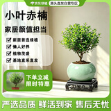 京东绿植小叶赤楠老桩苗微景观摆件办公室内好养绿植盆栽绿冰裂源头直发