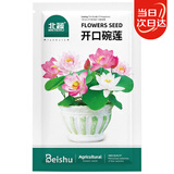 北蔬 碗莲种子苗水培鱼缸水养盆栽睡莲荷花四季种植带盆 碗莲种子套装