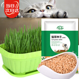寿禾 猫草小麦草种子猫零食蔬菜籽 潍育中寿猫草(小麦草)大袋种子500g