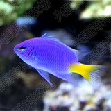 兴国海青魔魔类 黄肚黄尾蓝魔 闯缸新手海水鱼活体观赏鱼小丑快递包活 海水鱼黄尾蓝魔3cm