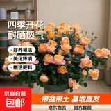 瑞典女王月季夏季耐晒灌木月季带花苞四季开花玫瑰大苗阳台庭院 果汁阳台原盆原土发货中苗25cm左右