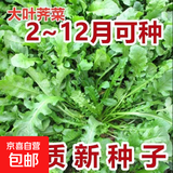 【农家菜园】白长茄子贝贝南瓜番茄重庆香菜天津青麻叶养生荠荠菜 【原装】养生荠荠菜约3000粒1包