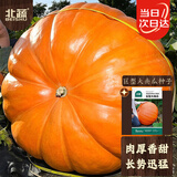 北蔬 巨型南瓜种子苗特大赏食用南瓜籽 (大瓜约80斤)巨型南瓜种子25粒