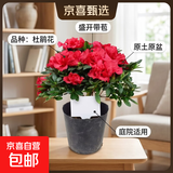 杜鹃花四季开花杜鹃盆栽杜鹃花苗阳台客厅带花苞懒人花卉 1盆【原土原盆】