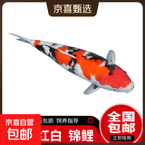 锦鲤活鱼观赏鱼活体淡水冷水鱼纯种黄金红白三色锦鲤鱼金鱼招财鱼 （13-16cm)大正三色1条