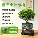 京云梦小叶赤楠盆景室内绿植花卉盆栽客厅办公室好养招财进宝源头直发
