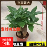 发财树盆栽鲜花绿植物办公室内吸甲醛绿萝文竹水培易养摆件盆景 三杆优质发财树【原盆】