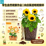 IAM City Farmer向日葵儿童种植盆栽种子学生植物观察窗科学手工实验diy植物10033