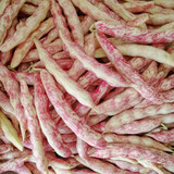 寿禾 四季豆种子芸豆黄金钩豆角架豆菜豆蔬菜种孑秋冬季种籽菜籽 黄金沟黄金勾豆角种子 150g