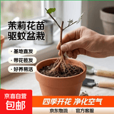 茉莉花苗盆栽带花苞九里香老桩驱蚊花卉植物室内浓香四季开花好养 无花苞一颗小苗不包成活  不含盆