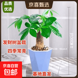 发财树盆栽鲜花绿植物办公室内吸甲醛绿萝文竹水培易养摆件盆景 发财树+高档蓝色吸水盆