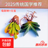 招财钱串吸财树多肉植物办公室桌面绿植盆栽花卉新手好养 【传统国学招财】吸财树+元宝