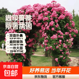 蔷薇花苗爬藤植物藤本月季四季开花卉特大浓香型玫瑰盆栽庭院阳台 安吉拉【四季中花多头】 母本1.8米-2米高【当年成景】