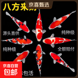 锦鲤活鱼观赏鱼活体淡水冷水鱼纯种黄金红白三色锦鲤鱼金鱼招财鱼 20-25cm 八方来财(红白4条+三色4
