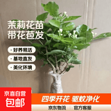 茉莉花苗盆栽带花苞九里香老桩驱蚊花卉植物室内浓香四季开花好养 中份茉莉花【3-5颗】花苞一般 不含盆