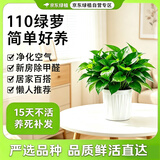 京东绿植绿萝盆栽除甲醛花卉绿植办公室新房净化空气110竖纹盆8盆源头直