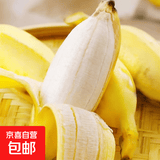 苹果蕉新鲜广西香蕉自然熟芭蕉香甜粉糯万澄现摘生鲜现发水果 带箱5斤