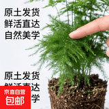 文竹盆栽绿植花卉盆景植物室内客厅水培文松云竹文竹大苗四季常青 小文竹【2棵更实惠】原土球发货 高度15-25cm