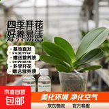 年宵花春节蝴蝶兰盆栽绿植花卉年货装饰过年四季开花大苗好养易活 光芒---【包开花】送营养液2包 带2支花剑