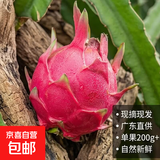 广东红肉火龙果新鲜采摘现摘现发 单果200g+ （2粒）