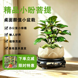 京云梦小盼菩提树盆栽带果绿植菩提树开业送礼盆景莲花盆+底座源头直发