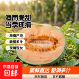 正宗海南西州蜜哈密瓜脆甜当季整箱包邮现摘