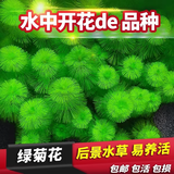 云峰海瑞水草活体懒人草鱼缸造景活体水草套餐鱼缸水草有茎类中后景真水草 【实惠】-绿菊（5只一组）