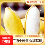 广西网红小米蕉青香蕉发货密封放熟吃新鲜水果皮薄肉厚 净重5斤青蕉发货