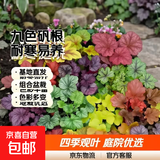矾根花苗室外植物盆栽大苗耐寒庭院观叶组合草花小苗地栽绿植花卉 9色套餐 不含盆