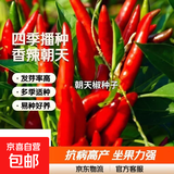 【亏本冲量】四季播种香辣朝天辣种子小米种籽超辣盆栽阳台蔬菜 2包约600粒 朝天椒