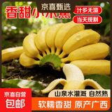 京喜加广西小米蕉新鲜水果现摘青皮发货邦达特产生鲜馆 小米蕉统货 2斤装（带箱）