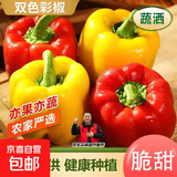 山东五彩椒生吃凉拌水果灯笼椒红辣椒新鲜甜圆椒蔬菜青椒脆甜多汁 净重1斤【泡沫箱保鲜】