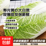 山东寿光大白菜黄心大娃娃菜农户现摘新鲜蔬菜原产地整箱批发 寿光白菜带箱5斤净重4.5斤