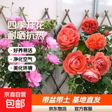 瑞典女王月季夏季耐晒灌木月季带花苞四季开花玫瑰大苗阳台庭院 天荷繁星+红果汁两颗原盆原土发货小苗