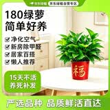 京东绿植绿萝盆栽除甲醛花卉绿植办公室新房净化空气180款福字4盆源头直
