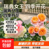 瑞典女王月季夏季耐晒灌木月季带花苞四季开花玫瑰大苗阳台庭院 艾莎+果汁阳台两颗原盆原土发货小苗