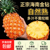 正宗海南金钻凤梨新鲜现货手撕大果巨大号多汁不需挖眼水果包邮 金钻凤梨1个装【小果】净重0.8-1.2斤