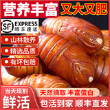 印禾年鲜活蚕蛹东北特产 新鲜茧蛹特级大号黄蚕蛹蝉蛹柞蚕生鲜活体净重 1000g 精选大黄2斤（85-95只）推荐