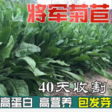 肉总管菊苣种籽大叶多年生耐寒耐旱猪牛鱼鸡鸭鹅爱吃的养殖四季牧草种子 将军菊苣净籽250克