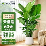 爱优尚天堂鸟绿植盆栽客厅室内办公室大型绿植好养净化空气源头直发