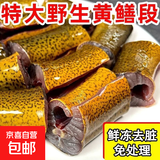 微山湖生态黄鳝鲜活现杀鳝段淡水长鱼肉特大鳝筒炖汤老人补钙净重 鳝鱼段（3斤）