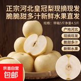 正宗河北皇冠梨现摘现发脆甜多汁新鲜水果直发