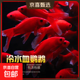 冷水鹦鹉鱼招财鱼血鹦鹉红金鱼冷水观赏鱼活体鱼苗好养耐活发财鱼 冷水血鹦鹉9条【8-10cm】